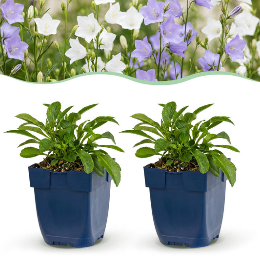 Pfirsichblättrige Glockenblume 'Duo' – Campanula persicifolia-Sortenmix – Topf Ø11cm – Ansicht 2