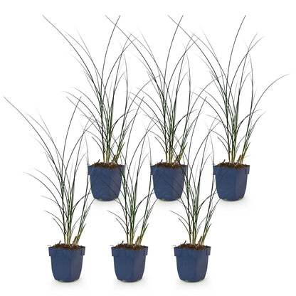 Chinaschilf 'Gracillimus' – Miscanthus sinensis 'Gracillimus' – Topf Ø11cm – Ansicht 2