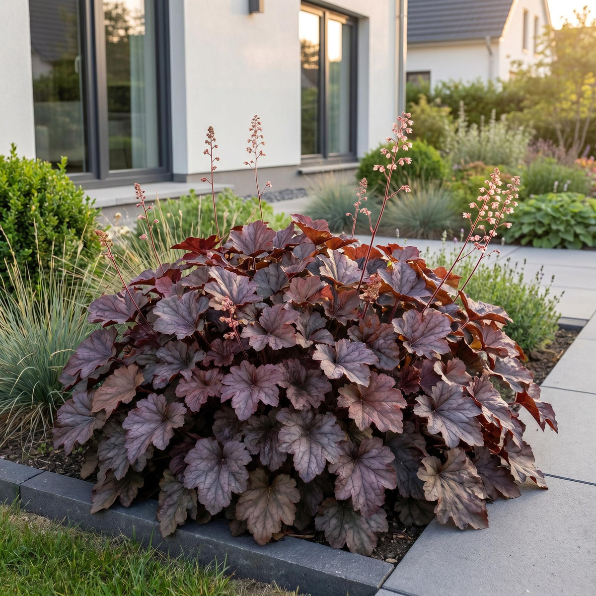 Purpurglöckchen 'Palace Purple' – Heuchera micrantha 'Palace Purple' – 6 Pflanzen – Topf Ø11cm – Ansicht 6