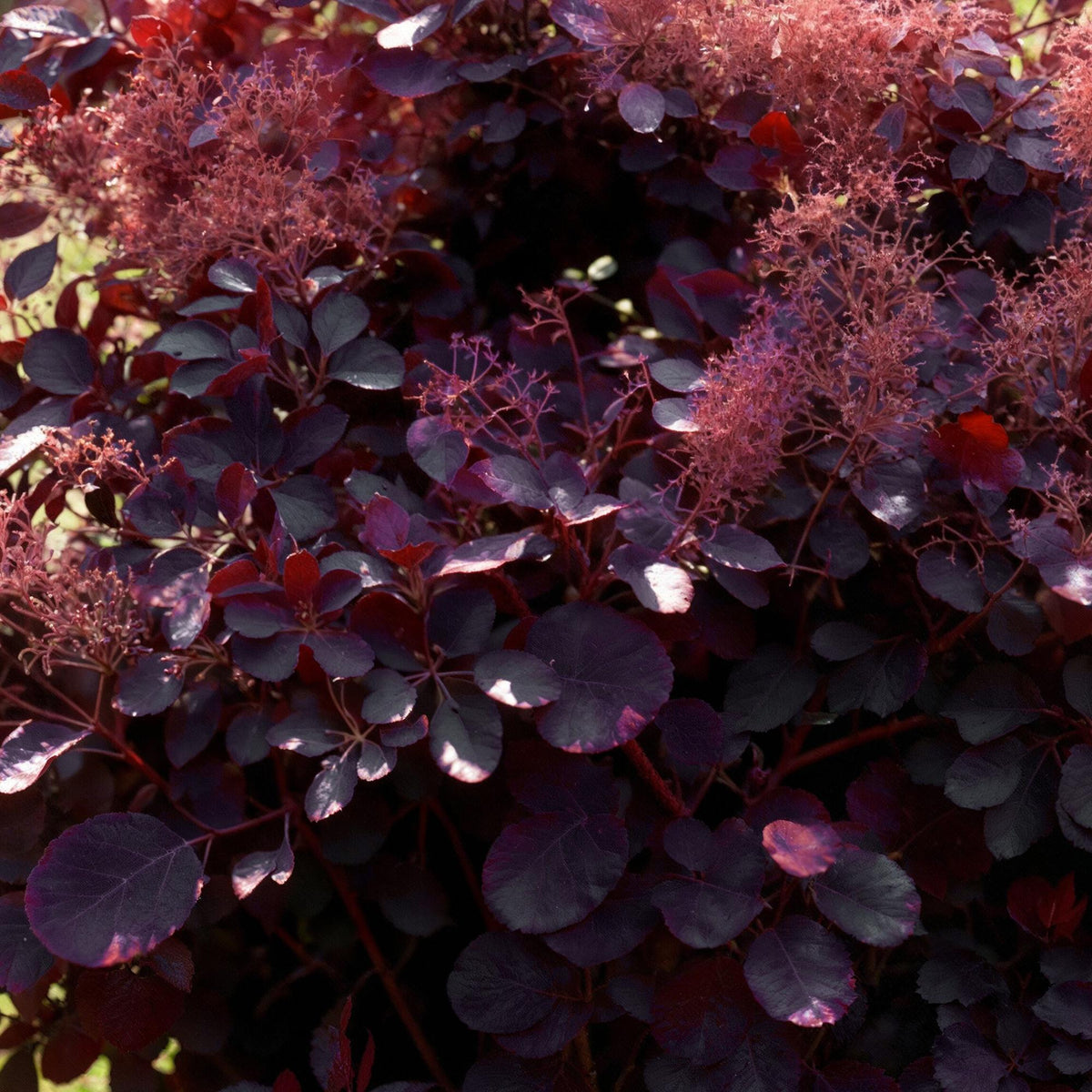 GreenboutiQ - Gartenpflanze - Cotinus coggyria Royal Purple - Lila - 1 Pflanze - Laubabwerfend - Wenig Pflege - Topf 12cm Höhe 35cm 