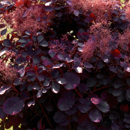 GreenboutiQ - Gartenpflanze - Cotinus coggyria Royal Purple - Lila - 1 Pflanze - Laubabwerfend - Wenig Pflege - Topf 12cm Höhe 35cm 