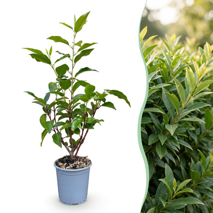 Portugiesischer Lorbeer 'Angustifolia' – Prunus lusitanica 'Angustifolia' – 16 Heckenpflanzen – Topf Ø9cm – Ansicht 3