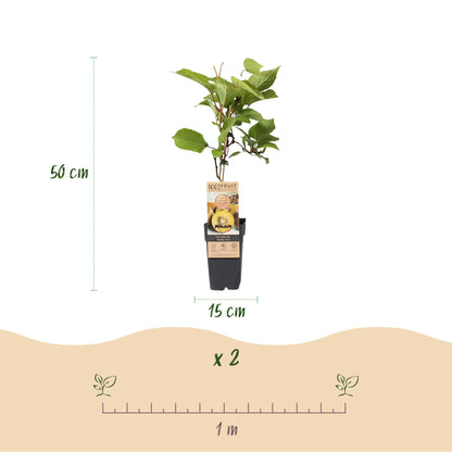 Green boutiQ - Obstpflanze - Actinidia Weiki & Golden Kiwi - Kiwipflanze - 1 Männlich - 1 Weiblich - Pflanzen - Gelb - Topf 15cm - Höhe 50cm 