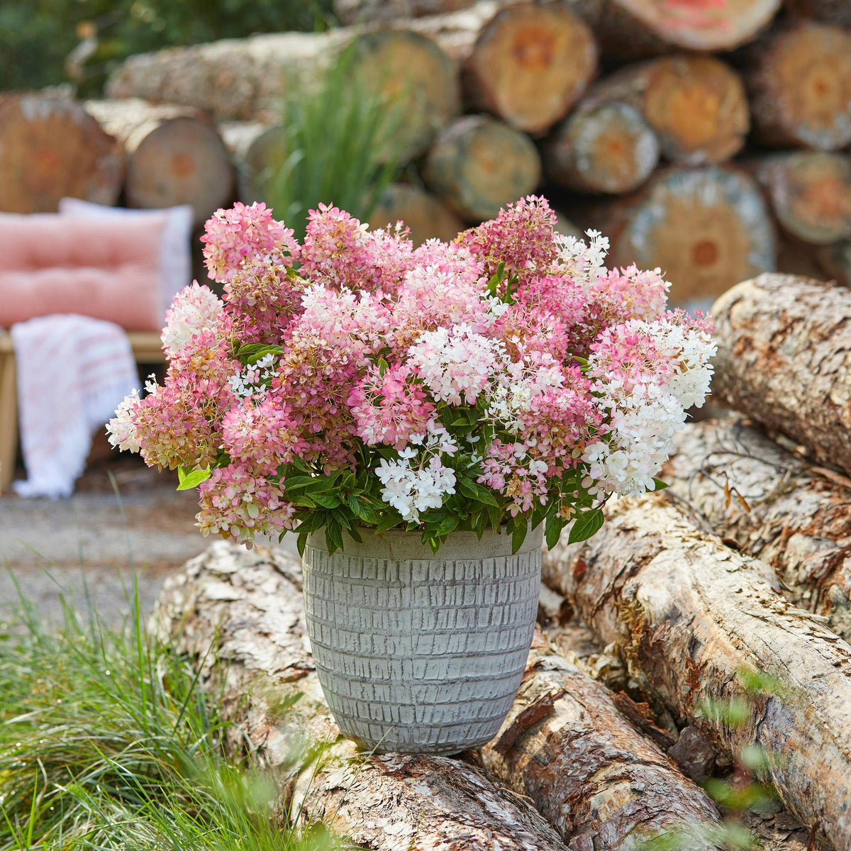 Green boutiQ - Gartenpflanze - Hydrangea panniculata Groundbreaker Blush - Bauernhortensie - Winterhart - Rosa - 1 Pflanze - Topf 14cm - Höhe 20-25cm 