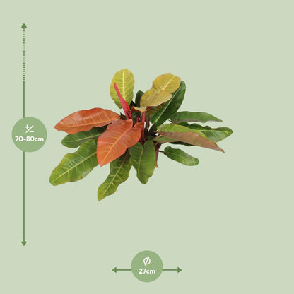 Philodendron Prince Of Orange - Ø27cm - ↕75cm 