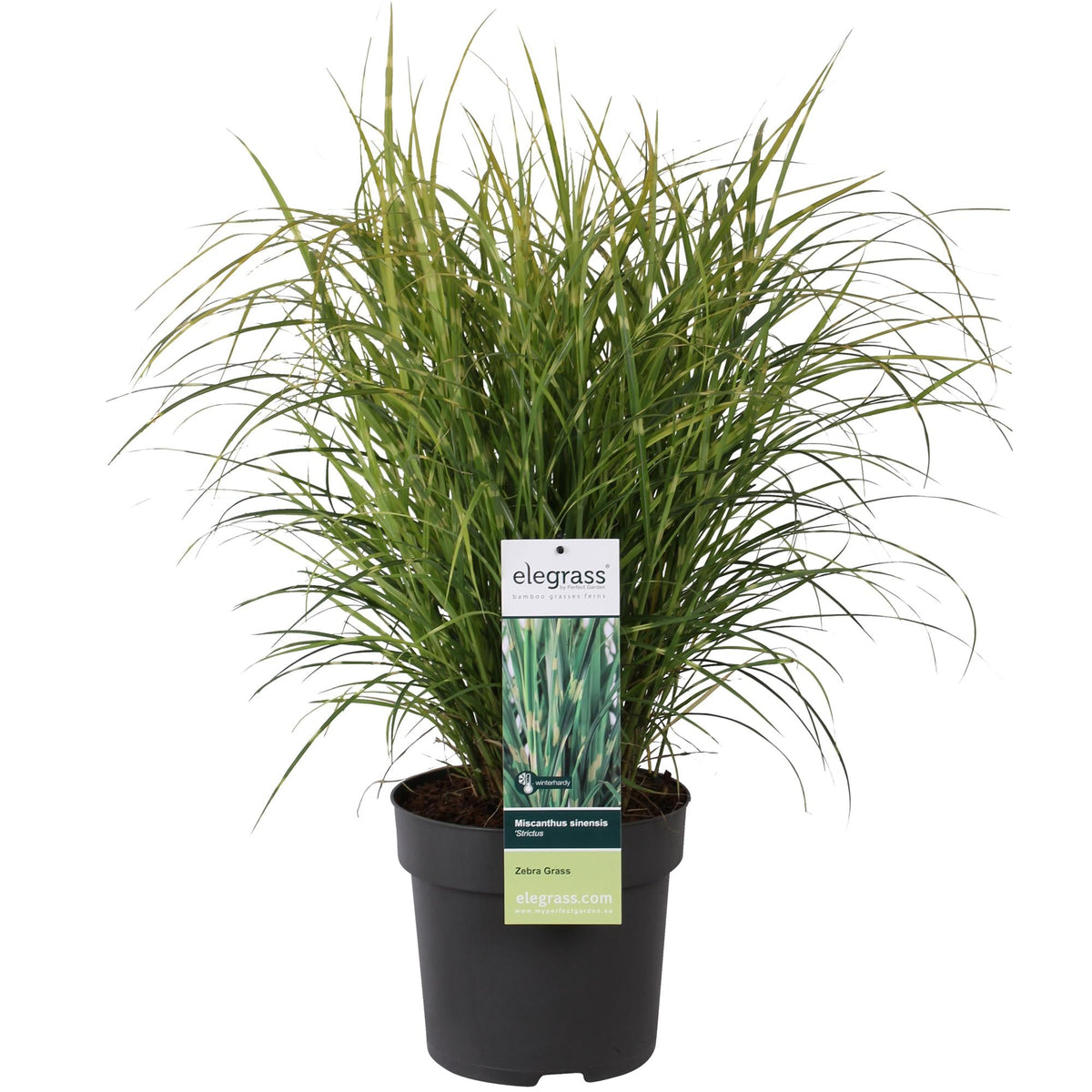 Stachelschweingras Miscanthus sinensis Strictus – Ziergras – Ø23cm – ↕60cm – Zebragras mit grün-gelben Querstreifen – Winterhart & pflegeleicht – Für Beet & Kübel 