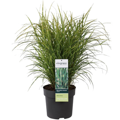 Stachelschweingras Miscanthus sinensis Strictus – Ziergras – Ø23cm – ↕60cm – Zebragras mit grün-gelben Querstreifen – Winterhart & pflegeleicht – Für Beet & Kübel 