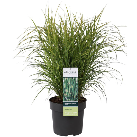 Stachelschweingras Miscanthus sinensis Strictus – Ziergras – Ø23cm – ↕60cm – Zebragras mit grün-gelben Querstreifen – Winterhart & pflegeleicht – Für Beet & Kübel 