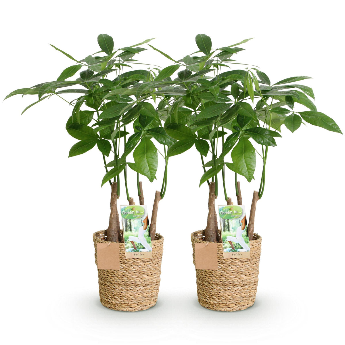 Glückskastanie Pachira Aquatica Mehrstammig – Geldbaum – 2 Pflanzen – 50–55cm – 17cm – Pflegeleichte Zimmerpflanzen mit handförmigen Blättern – Tropischer Glücksbaum inkl. Korb 