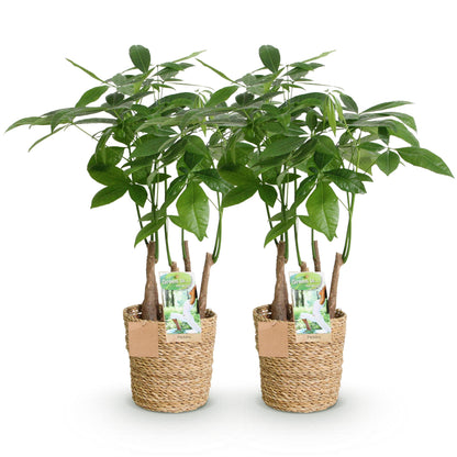 Glückskastanie Pachira Aquatica Mehrstammig – Geldbaum – 2 Pflanzen – 50–55cm – 17cm – Pflegeleichte Zimmerpflanzen mit handförmigen Blättern – Tropischer Glücksbaum inkl. Korb 