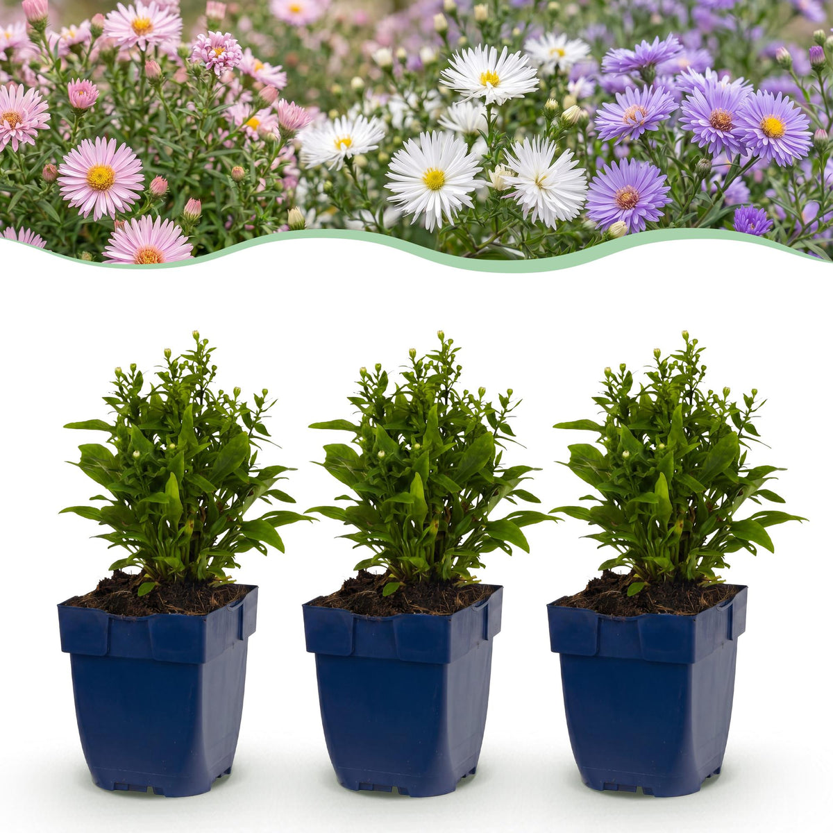 Kissenaster-Mix (dreifarbig) – Aster-Sortenmix – Topf Ø11cm – Bienenfreundliche Staude für Garten & Balkon