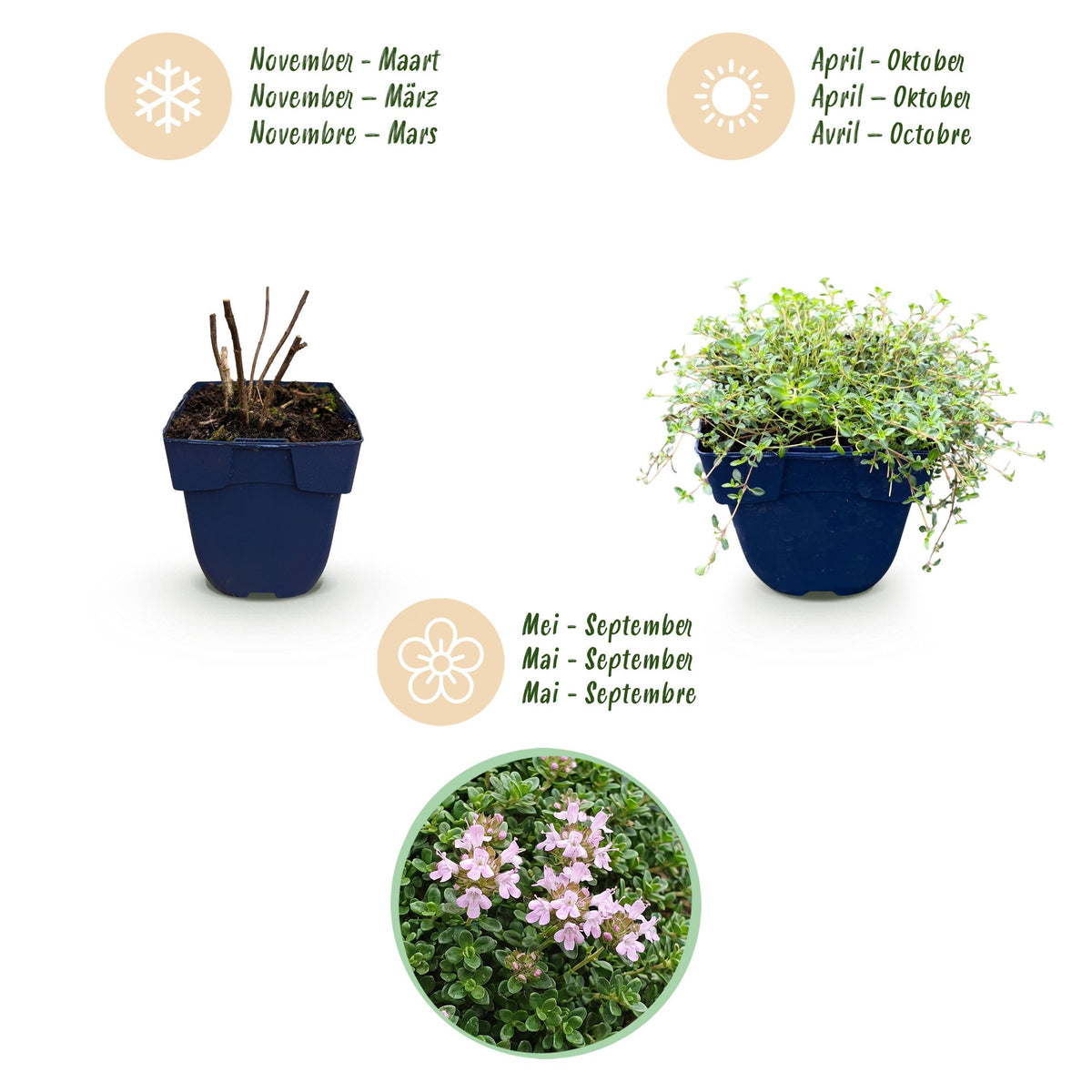 Kriech-Thymian 'Minor' – Thymus praecox 'Minor' – 6 Pflanzen – Topf Ø11cm – Ansicht 4