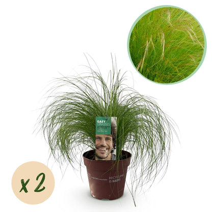 Zartes Federgras Stipa tenuifolia Pony Tails – 2 Pflanzen – Ø17cm – Immergrün, pflegeleicht & trockenheitsresistent – Höhe ca. 50cm – Bienenfreundlich & vielseitig 