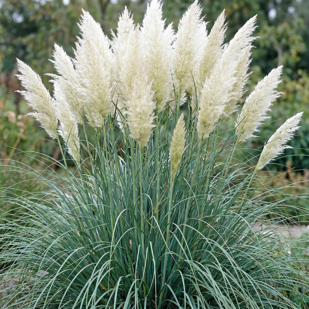 Zwerg-Pampasgras 'Pumila' – Cortaderia selloana 'Pumila' – 6 Pflanzen – Topf Ø11cm – Ansicht 5