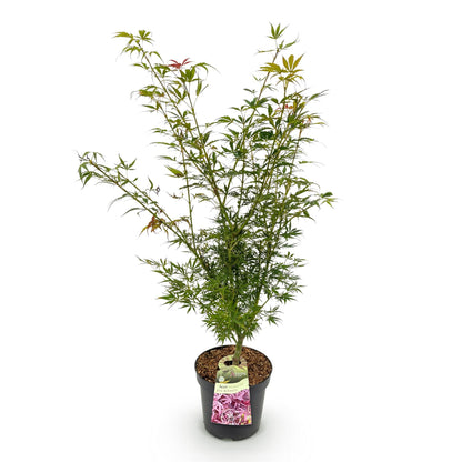 Green boutiQ - Gartenpflanze - Acer palmatum Jerre Swarts - Japanischer Ahorn - Laubabwerfend - Orange-Rot - 1 - Topf 26cm - Höhe 90cm 