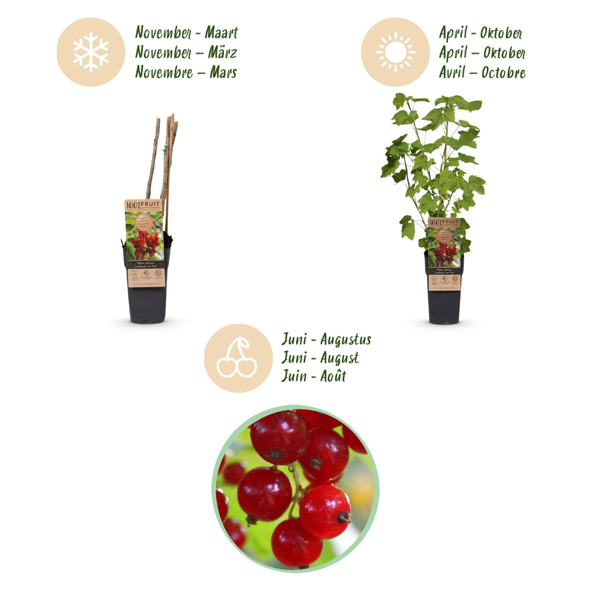 Green boutiQ - Fruit plant - Ribes rubrum Jonkheer van Tets - Berry Plant - Hardy - Red Currant - 2 Plants - Pot 15cm - Height 50cm 