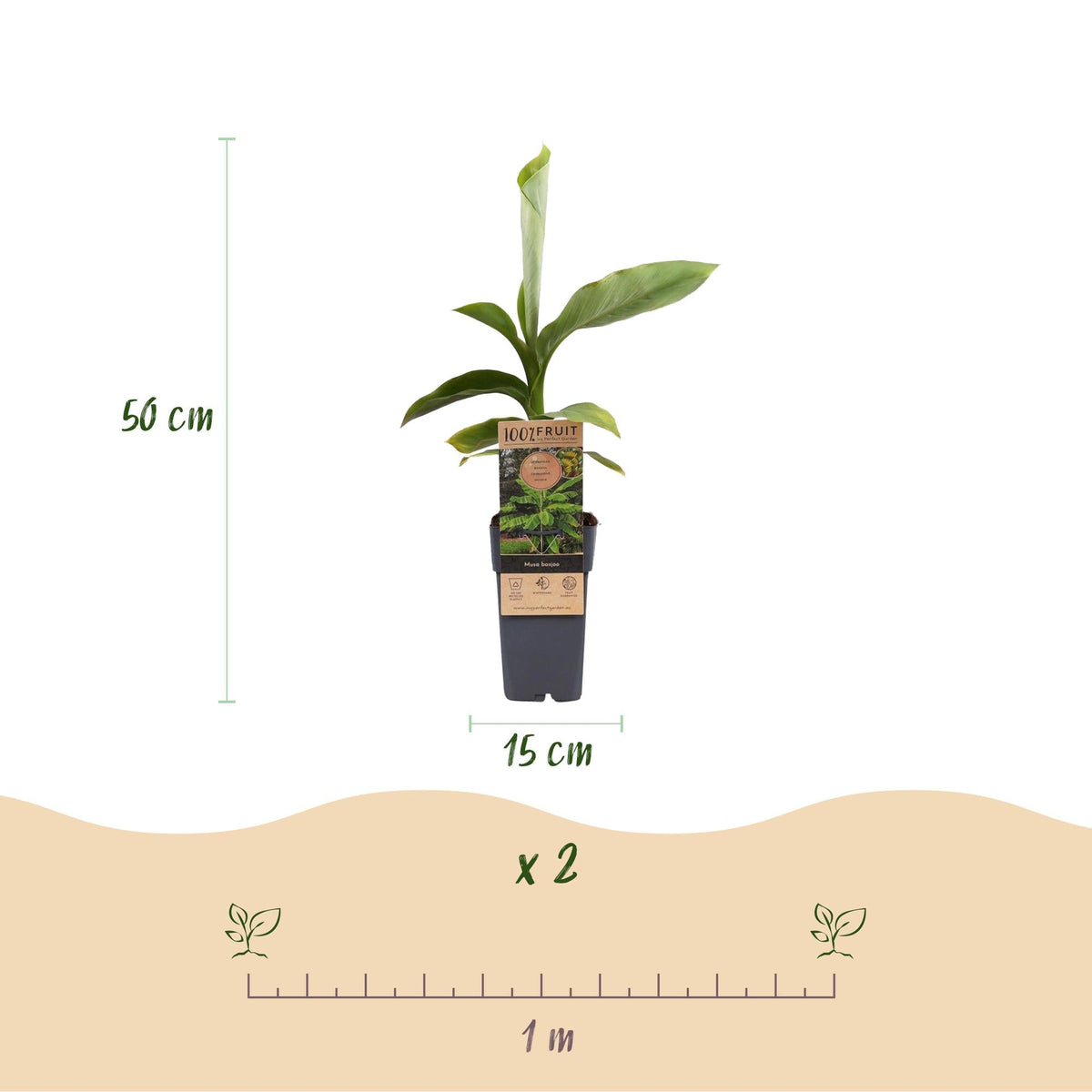 Japanische Faserbanane – Musa basjoo – Winterhart – 2 Pflanzen – Ø15 cm – Höhe ca. 50 cm – Tropische Optik & essbare Früchte – Pflegeleicht – Für Garten, Terrasse & Balkon 