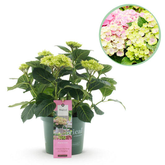 Hortensie Magical Jewel Pink – Hydrangea macrophylla – Rosa – Balkonpflanze – Im 23 cm Topf – Ca. 55 cm hoch – 6–10 Blüten – Für Balkon, Terrasse & Beet – Reichblühend & Farbakzent 