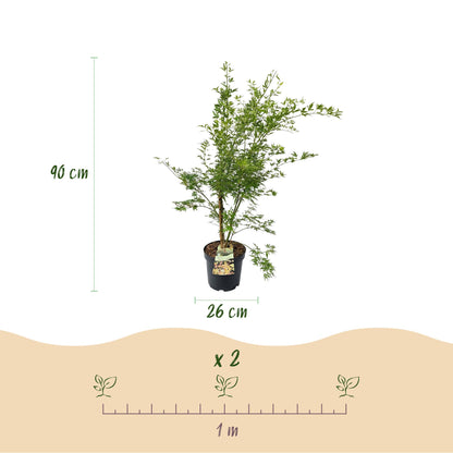 Green boutiQ - Gartenpflanze - Acer palmatum Methamorphosa - Japanischer Ahorn - Laubabwerfend - Grün - Orange - 1 - Topf 26cm - Höhe 90cm 