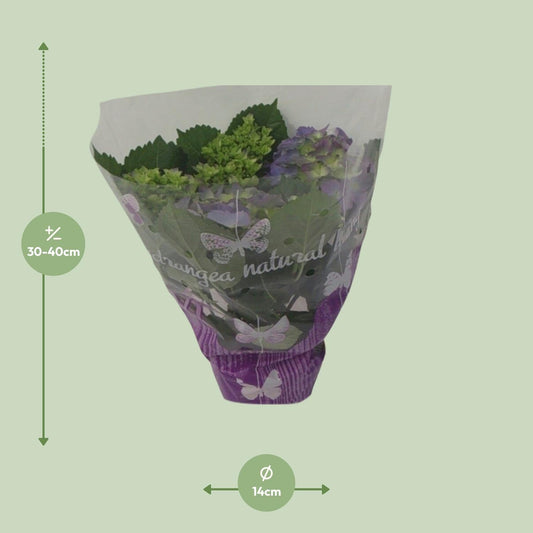 Hydrangea Blauw - Ø14cm - ↕35cm 