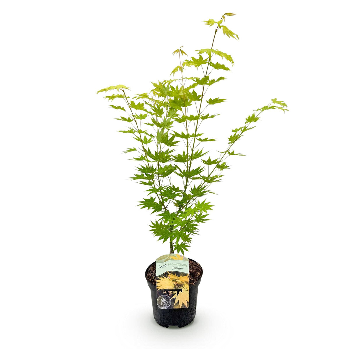 Japanischer Ahorn Acer palmatum 'Jordan' – Gelb-Grün – Balkon- & Gartenpflanze – Ø19 cm – Ca. 70 cm hoch – Kompakter Fächerahorn mit saisonalem Farbwechsel 