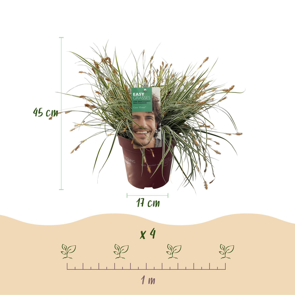 GreenboutiQ - Ziergräser - Carex oshimensis Everest - Weiß und Grün - 1 Pflanze - Immergrün - Winterhart - Topf 17cm Höhe 50cm 