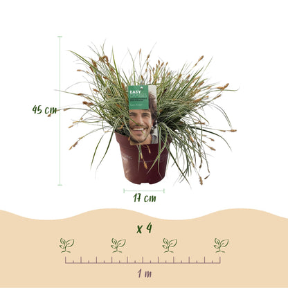 GreenboutiQ - Ziergräser - Carex oshimensis Everest - Weiß und Grün - 1 Pflanze - Immergrün - Winterhart - Topf 17cm Höhe 50cm 