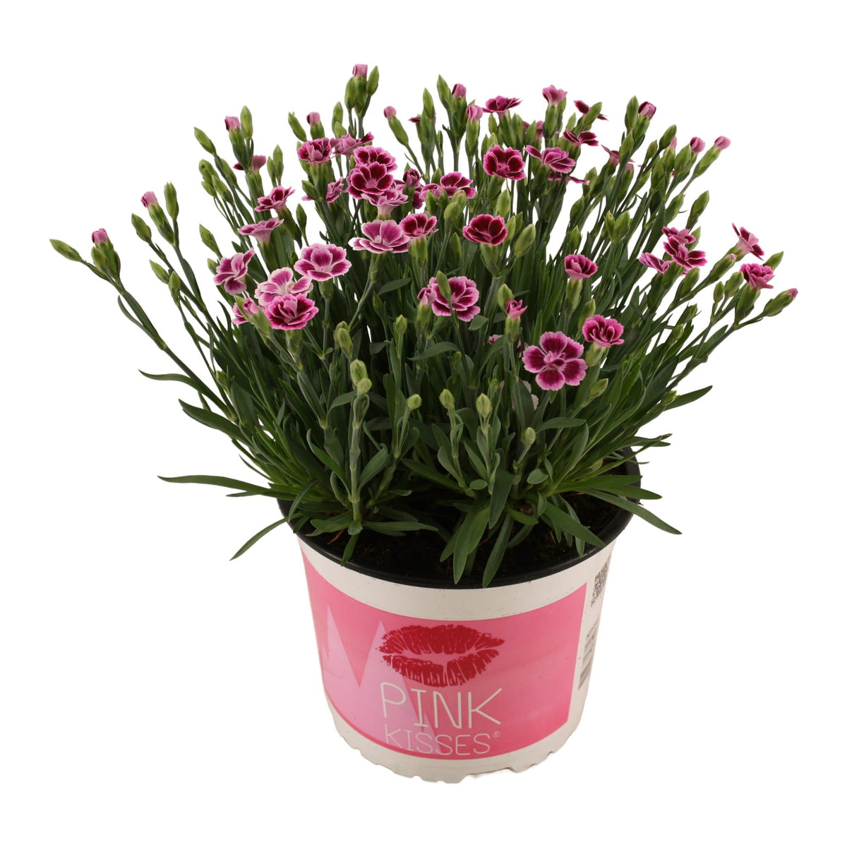 Dianthus Pink Kisses 17 CM © - Ø17cm - ↕40cm 