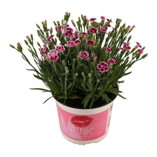 Dianthus Pink Kisses 17 CM © - Ø17cm - ↕40cm 