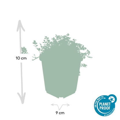 Acaena microphylla 'Kupferteppich' – Bodendecker Ø9cm – Höhe 10-25cm – Flachwachsende, pflegeleichte Pflanze – Für Garten, Steingarten & Wege – 24 Pflanzen 