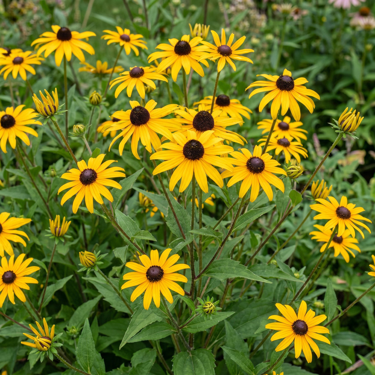 Sonnenhut 'Goldsturm' – Rudbeckia fulgida 'Goldsturm' – Topf Ø11cm – Ansicht 5