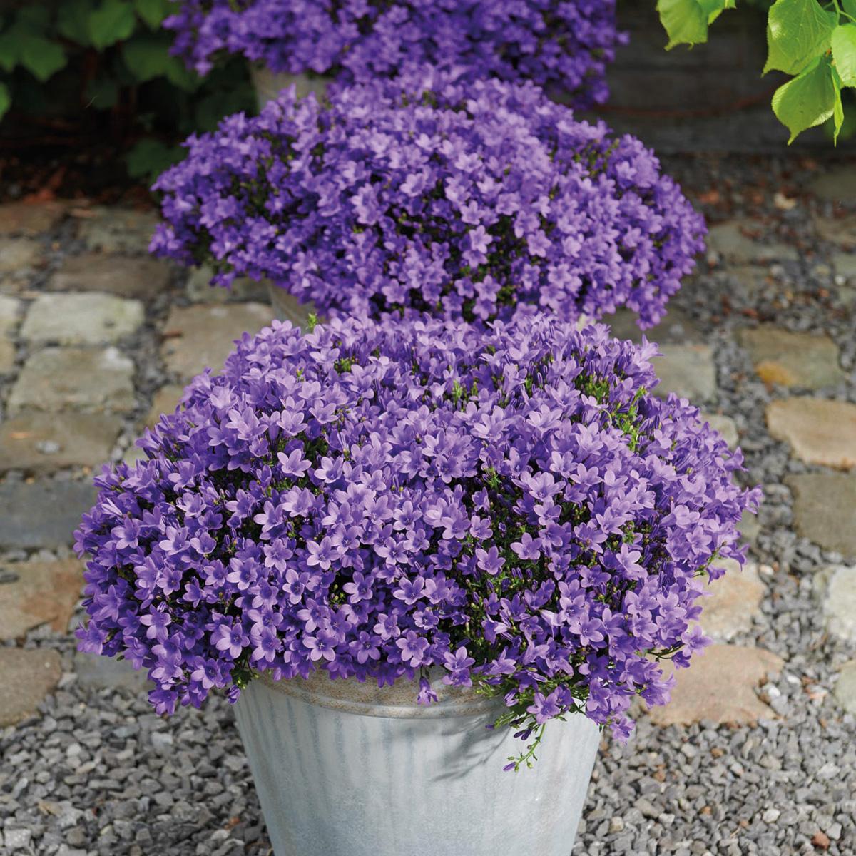 Campanula Addenda - Glockenblume lila Topfgröße 12cm - 1m2 Bodendecker - 6 Pflanzen - Ambella Lila - Winterhart 