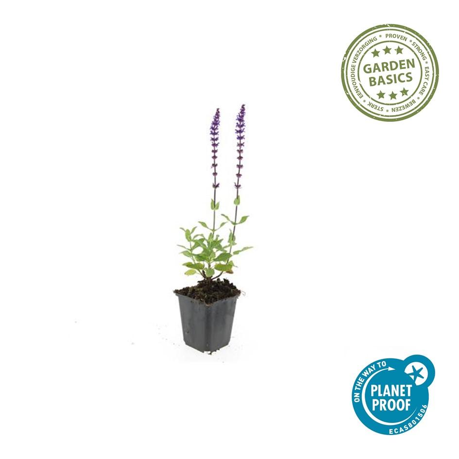 Blüten-Salbei Salvia nemorosa 'Caradonna' – ↕10-25cm – Ø9cm – 6 Pflanzen – Tiefviolett – Bienenfreundlich – Pflegeleicht – Sonniger Standort 