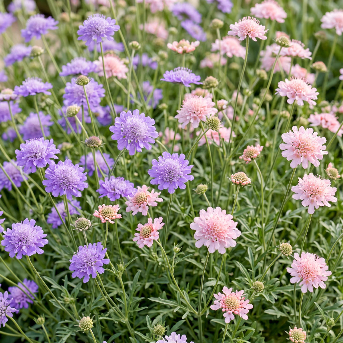 Skabiose-Duo – Scabiosa (Sortenmix) – 6 Pflanzen – Topf Ø11cm – Bienenfreundliche Staude für Garten & Balkon – Ansicht 5