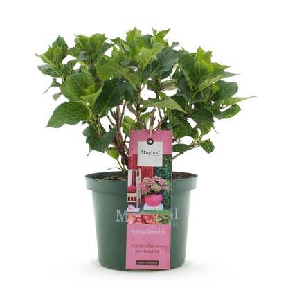 Hortensie Magical Green Fire – Hydrangea macrophylla – Rosa-Grün – Balkonpflanze – Im 23 cm Topf – Ca. 55 cm hoch – 6–10 Blüten – Für Balkon, Terrasse & Beet – Farbwechselnde Blüte – Pflegeleicht 