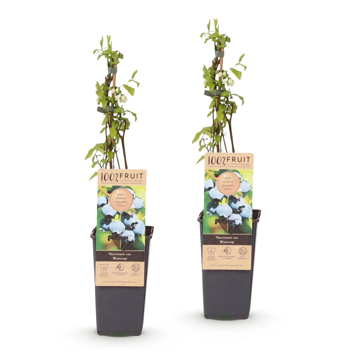 Green boutiQ - Fruit plant - Vaccinium corymbosum Bluecrop - Blueberry - Hardy - Blue Berry - 2 Plants - Pot 15cm - Height 50cm 