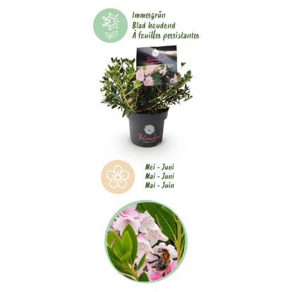 Green boutiQ - Zwerg-Rhododendron - Rhododendron Bloombux Licht Pink - Blühender Buxus - Wenig Pflege - Helle Rosa Blüte - 1 Pflanze - Topf 17 cm - Höhe 30-40 cm 