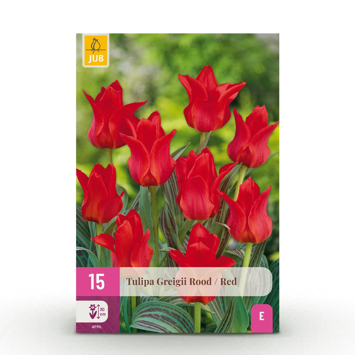 GreenboutiQ - Blumenzwiebeln - Tulp Greigii Red - Farbe Rot - 15 Stück - Zwiebelgröße 11/12 - XXL Pack 