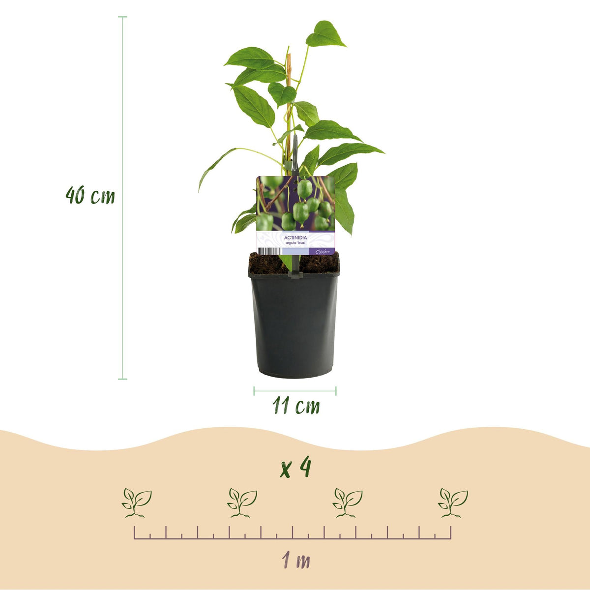 Kiwi - Actinidia arguta Issai - Obstpflanze - Grüne Frucht - 2 Pflanzen - Topf 11cm Höhe 40cm 