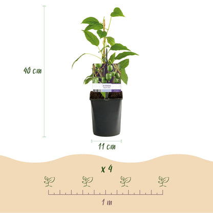 Kiwi - Actinidia arguta Issai - Obstpflanze - Grüne Frucht - 2 Pflanzen - Topf 11cm Höhe 40cm 