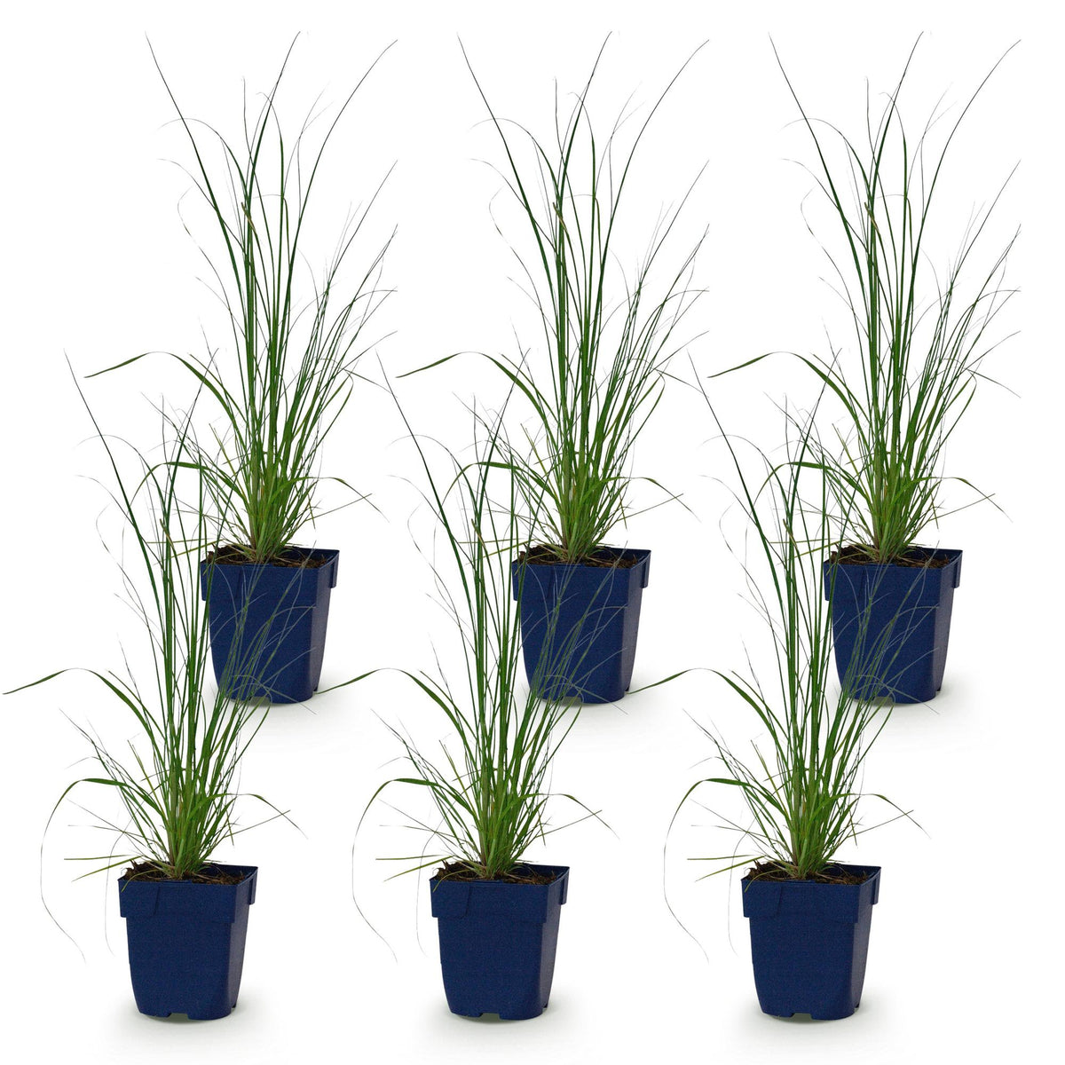 Zwerg-Pampasgras 'Pumila' – Cortaderia selloana 'Pumila' – 6 Pflanzen – Topf Ø11cm – Ansicht 2
