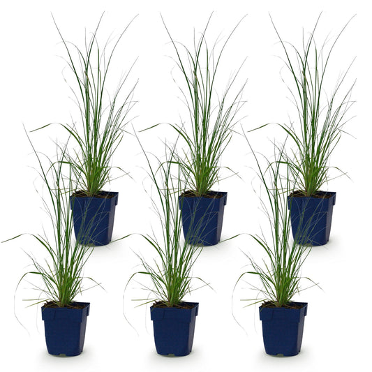 Zwerg-Pampasgras 'Pumila' – Cortaderia selloana 'Pumila' – 6 Pflanzen – Topf Ø11cm – Ansicht 2