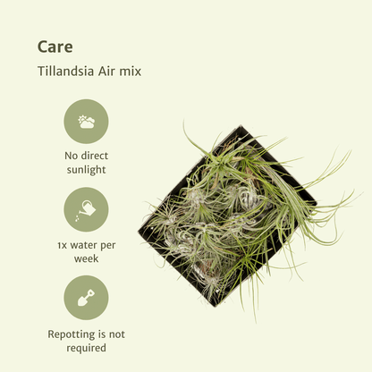 Tillandsia Air Mix – 20 Stück Luftpflanzen – Ø6cm – ca. 6cm hoch – Pflegeleichte Tillandsien-Mischung – Erdlos & dekorativ – Für kreative Wohnideen 