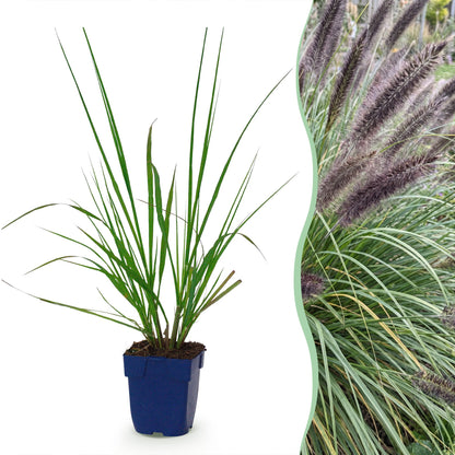 Lampenputzergras 'Black Beauty' – Pennisetum alopecuroides 'Black Beauty' – Topf Ø11cm