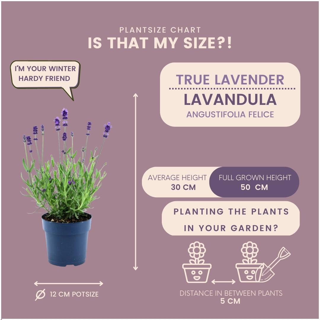 Echter Lavendel Felice – Lavandula angustifolia – Ø12 cm – 50 cm hoch – 24 Pflanzen – Winterhart – Duftend – Bienen & Schmetterlinge 