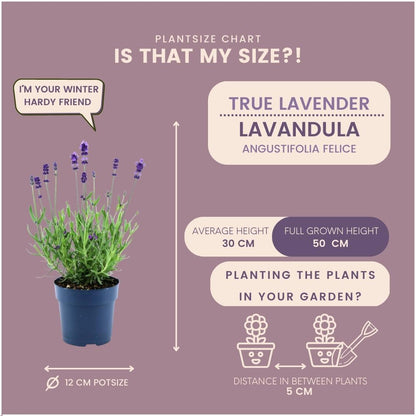 Echter Lavendel Felice – Lavandula angustifolia – Ø12 cm – 50 cm hoch – 24 Pflanzen – Winterhart – Duftend – Bienen & Schmetterlinge 