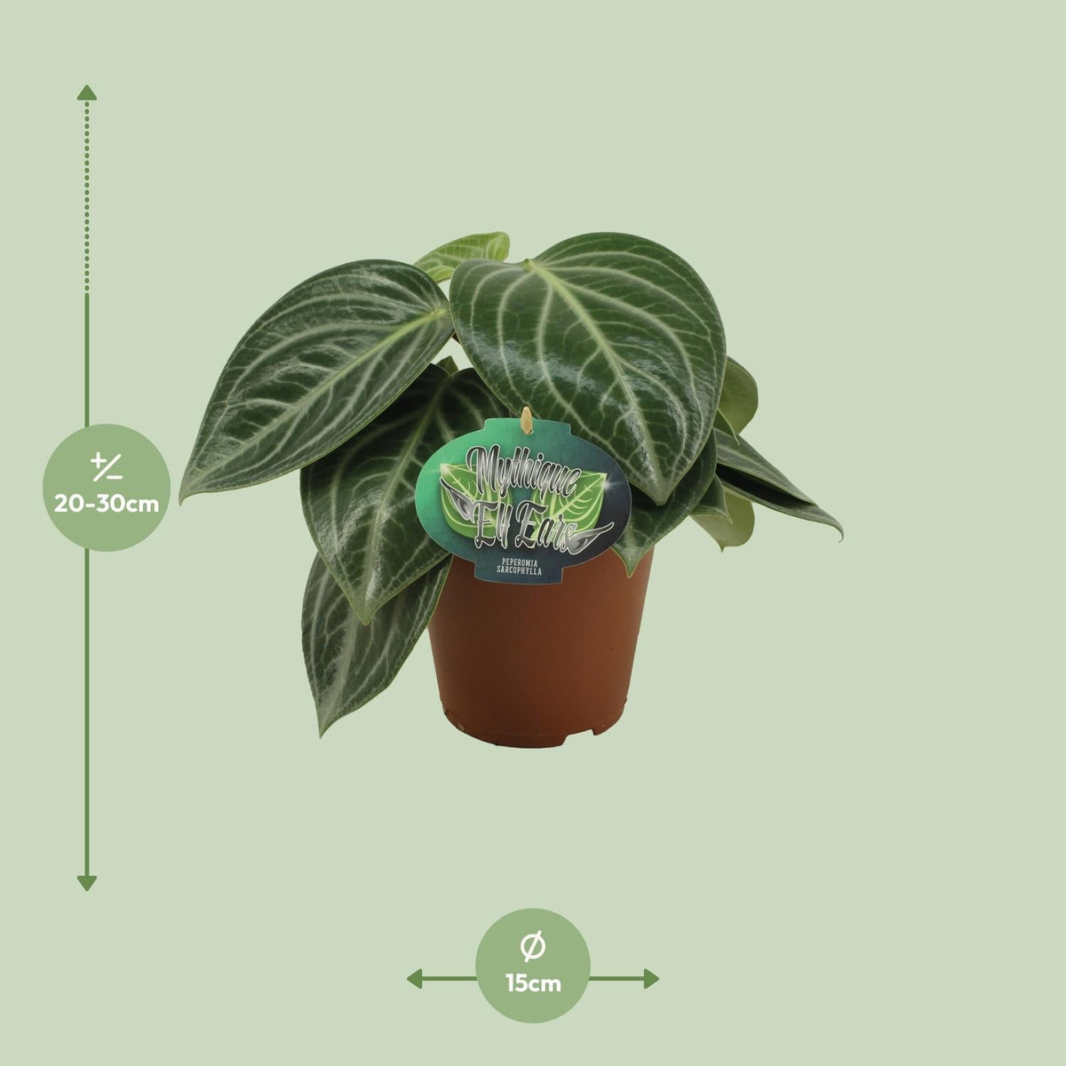Zwergpfeffer Peperomia Sarcophylla – Zimmerpflanze – Einzigartige Blattmuster – Ø15 cm – Höhe 25 cm – Pflegeleicht 
