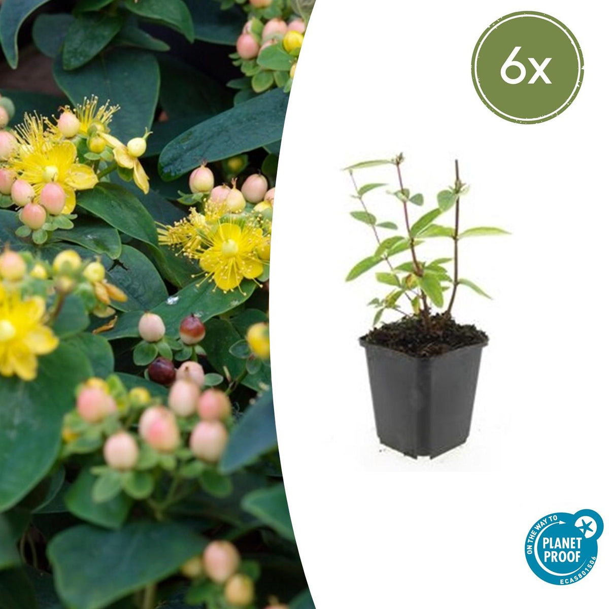 Johanniskraut Hypericum inodorum 'Annebel' – ↕10-25cm – Ø9cm – 6 Pflanzen – Kompakter, sommerblühender Strauch für Beete, Bodendecker & niedrige Hecken – Pflegeleicht & winterhart 