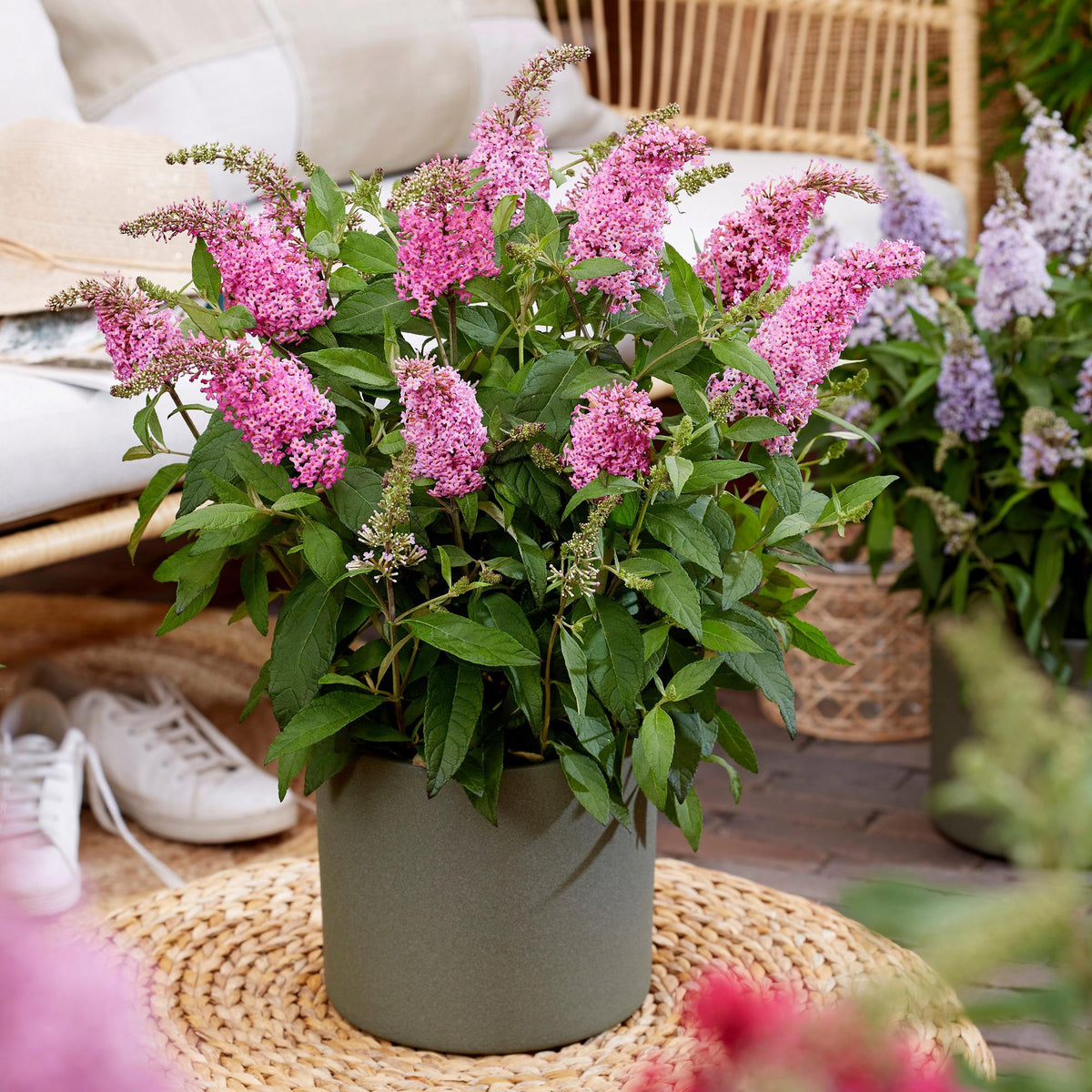Green boutiQ - Gartenpflanze - Buddleja davidii Butterfly Candy Little Pink - Schmetterlingsstrauch - Kompakt - Rosa - 3 Pflanzen - Topf 12cm - Höhe 20-25cm 