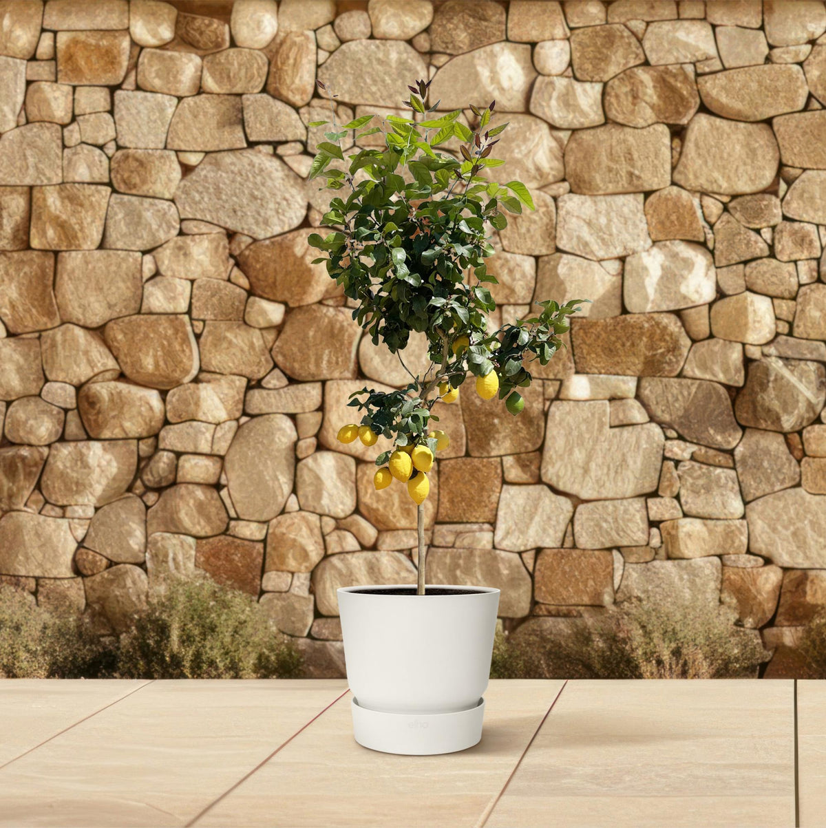 Zitronenbaum – Citrus limon – ca. 150 cm hoch – Ø24 cm – duftende Blüten & essbare Zitronen – immergrüne Zimmer- & Terrassenpflanze 